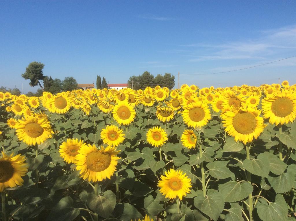 Podere Girasoli Пьомбино Экстерьер фото